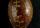 image Cypraea mappa
