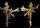 image Homalocantha anomaliae