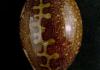 image Cypraea mappa