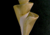 image Tchatcheria Mirabilis