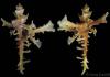 image Homalocantha anomaliae