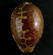 image Cypraea mappa 