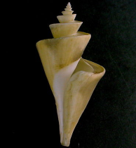 image Tchatcheria Mirabilis 