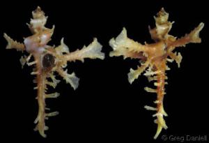 image Homalocantha anomaliae 